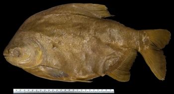 Media type: image; Ichthyology 19034